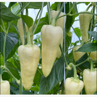 Étkezési paprika