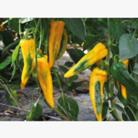 Étkezési paprika