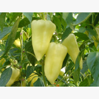 Étkezési paprika