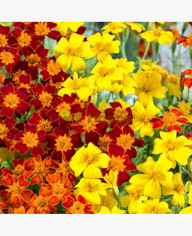 Törpe bársonyvirág - színkeverék