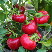 Étkezési paprika
