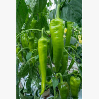 Étkezési paprika