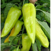 Étkezési paprika