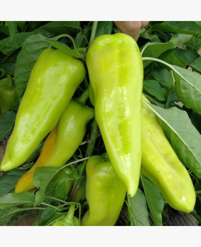 Étkezési paprika
